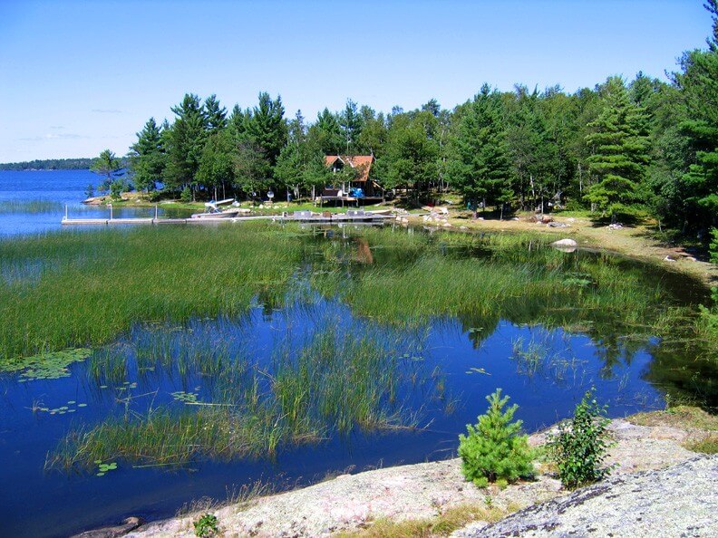 Bullrushes before lake mower