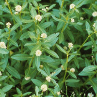 Alligator Weed