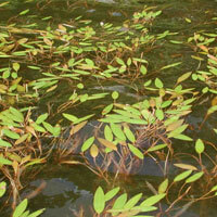 American Pondweed