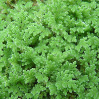 Azolla