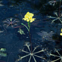 Bladderwort