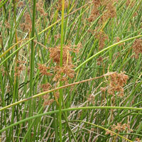 Bulrush