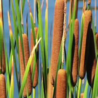 Cattails