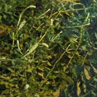 Clasping Leaf Pondweed