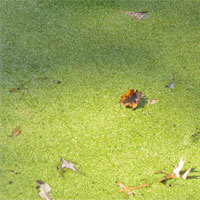 Duckweed