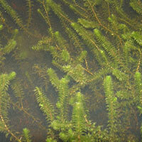 Elodea