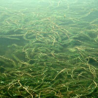 Eurasian Milfoil