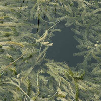 Hydrilla