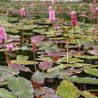 Longroot Smartweed