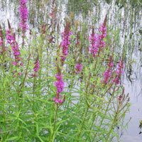 Purple Loosestrife