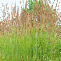 Reed Grass Phragmites