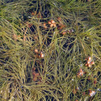 Sago Pondweed