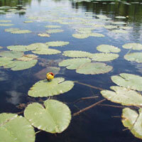 Spatterdock