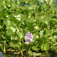 Water Hyacinth