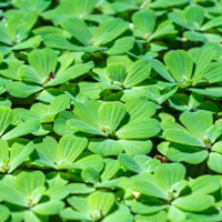 Water Lettuce