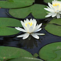 Water Lily