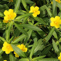 Water Primrose